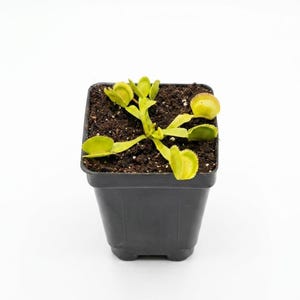 May include: A Venus flytrap plant with light green, hinged, jaw-like leaves featuring small, hair-like cilia along the edges. The plant is potted in dark, moist soil within a square, black plastic container against a plain white background.