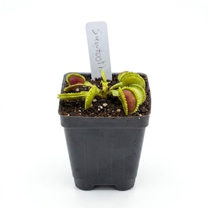May include: A Venus flytrap plant with green and reddish-purple hinged leaves featuring spiky edges, planted in a small black square plastic pot. A white rectangular plant marker is inserted into the soil with the word Sawtooth written on it.