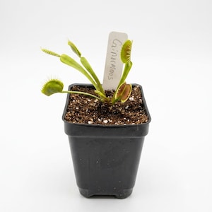 May include: A Venus flytrap plant with green leaves and several open traps featuring spiky edges, planted in a black square plastic pot filled with dark soil. A white rectangular plant marker is inserted in the soil with the text "Ginormous".