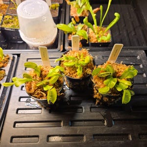 May include: Three small Venus flytrap plants potted in black plastic containers with brown sphagnum moss. Each plant features bright green leaves with serrated trap edges and a small white identification tag inserted into the soil.