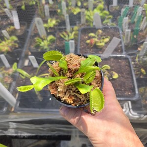 May include: A Venus flytrap plant with bright green, hinged leaves featuring small, hair-like cilia along the edges. The plant is potted in a small black container filled with light brown sphagnum moss, showing multiple traps in various stages of growth.