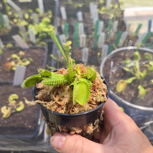 May include: A small Venus flytrap plant with bright green, hinged leaves featuring spiky cilia edges. The plant is potted in a black plastic net pot filled with light brown sphagnum moss, showing multiple traps in various stages of development.