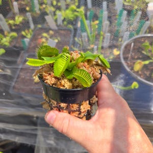 May include: A Venus flytrap plant with bright green, hinged leaves featuring spiky edges, potted in a black plastic net pot filled with light brown sphagnum moss. The plant displays multiple open traps ready to capture insects in a nursery setting.