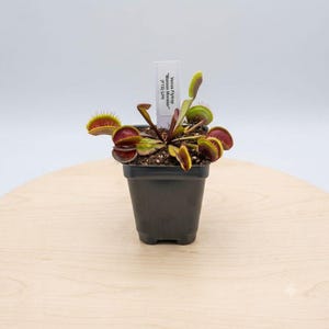 May include: A Venus Flytrap Maroon Monster plant in a black plastic square pot. The plant features multiple dark red, hinged, jaw-like traps with green edges and small teeth. A white plant marker is inserted in the soil with the text Venus Flytrap Maroon Monster (FTS) (JH).