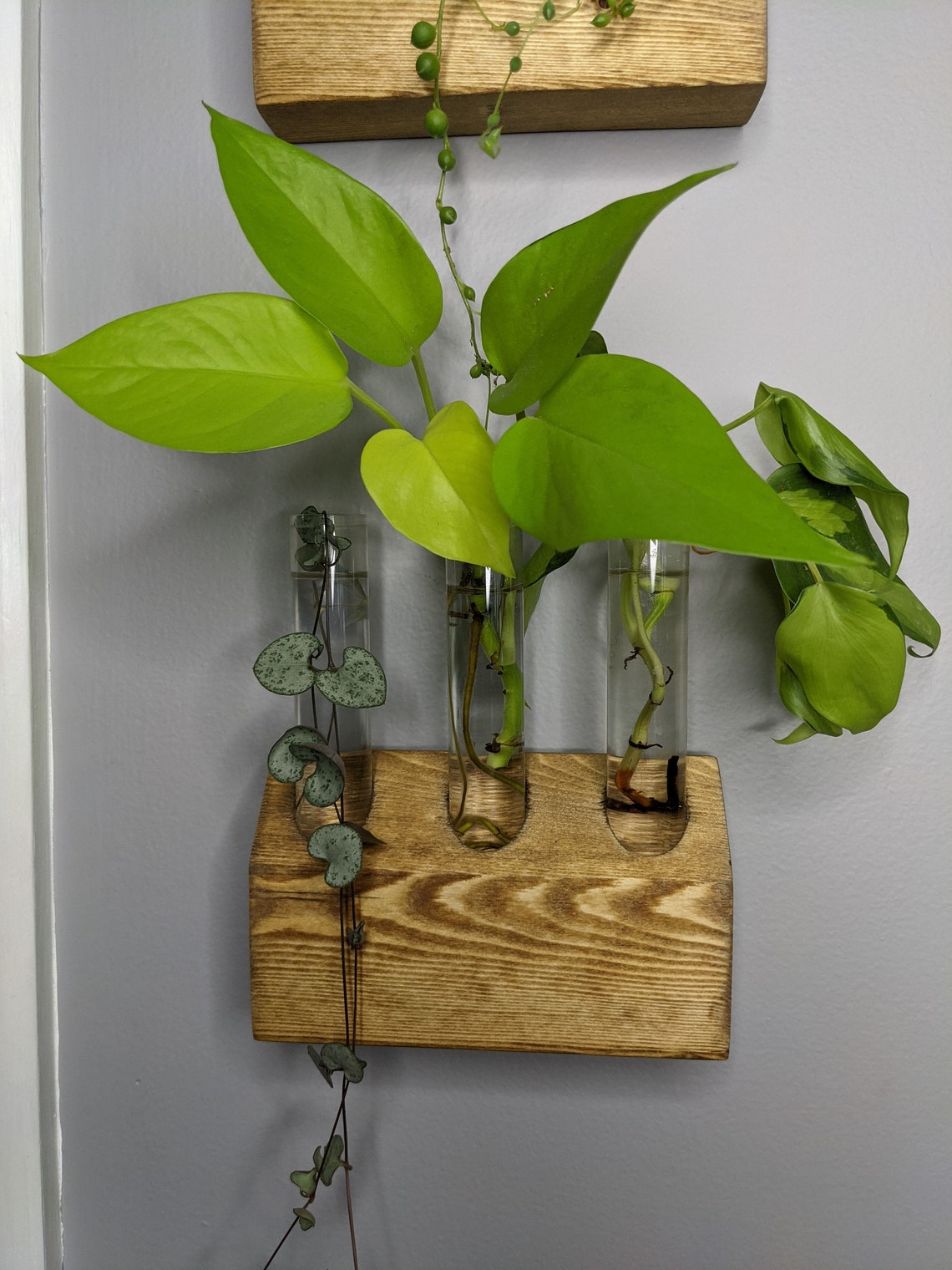 Plant Propagation Station Wall Kit Living Wall Plant Etsy