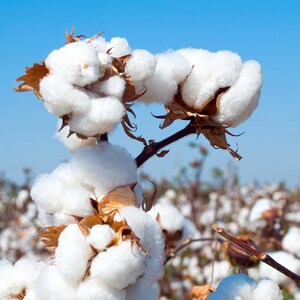 May include: Close-up of white cotton bolls on a branch against a blue sky. The cotton bolls are fluffy and soft, and the branch is brown and woody. The background is a field of cotton plants.