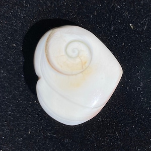 Shiva Shell | Natural Occuring Polished Fibonacci Ocean Snail Shell