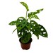 see more listings in the Alocasia & Philodendron section