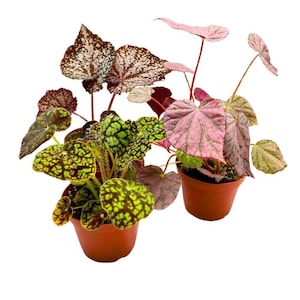 Harmony&#39;s Rhizomatous Begonia Assortment, 4 inch 3 Different Rhizo Begonias