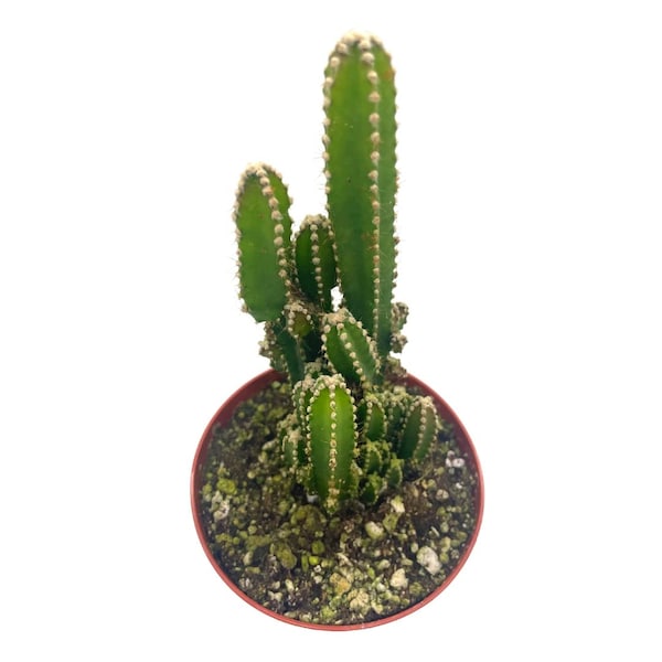 fairy castle cactus Acanthocereus tetragonus  night-blooming cereus, triangle cactus, 4 inch