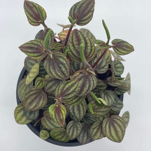Peperomia Piccolo Banda, albovittata,4 inch Pot, Rare Mixed Frost peperomia