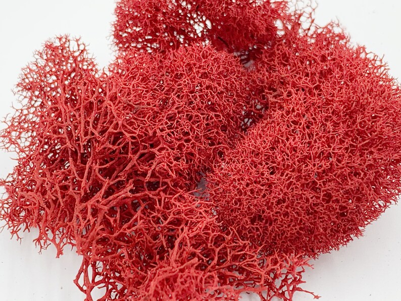 Colorful Moss Preserved Reindeer Moss Red Moss Blue Moss Etsy