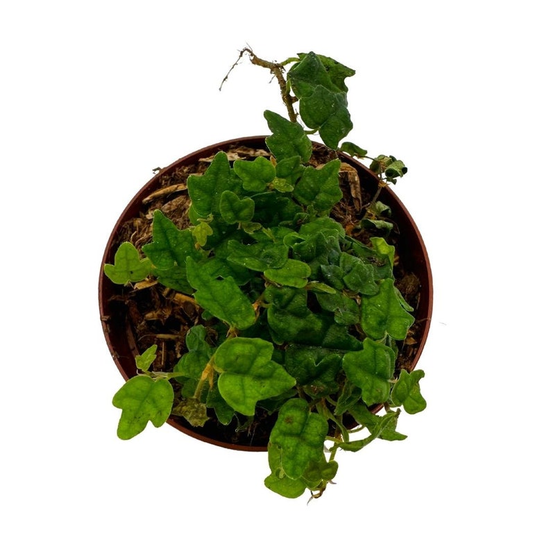 String of Frogs in a 2 Inch Pot Frog Feet Plant Ficus Etsy