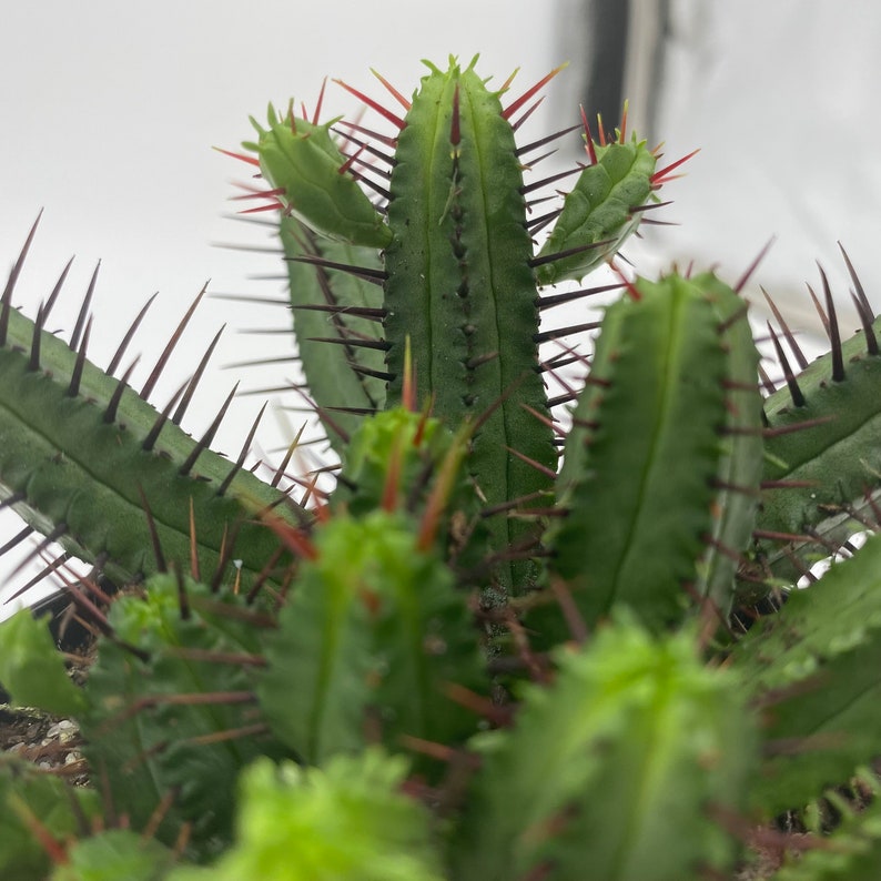 Pincushion Euphorbia Euphorbia Enopla Spurge Cluster Cactus Etsy