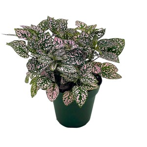 Pink Hypoestes Phyllostachya, 4 inch, Polka Dot Flamingo Plant