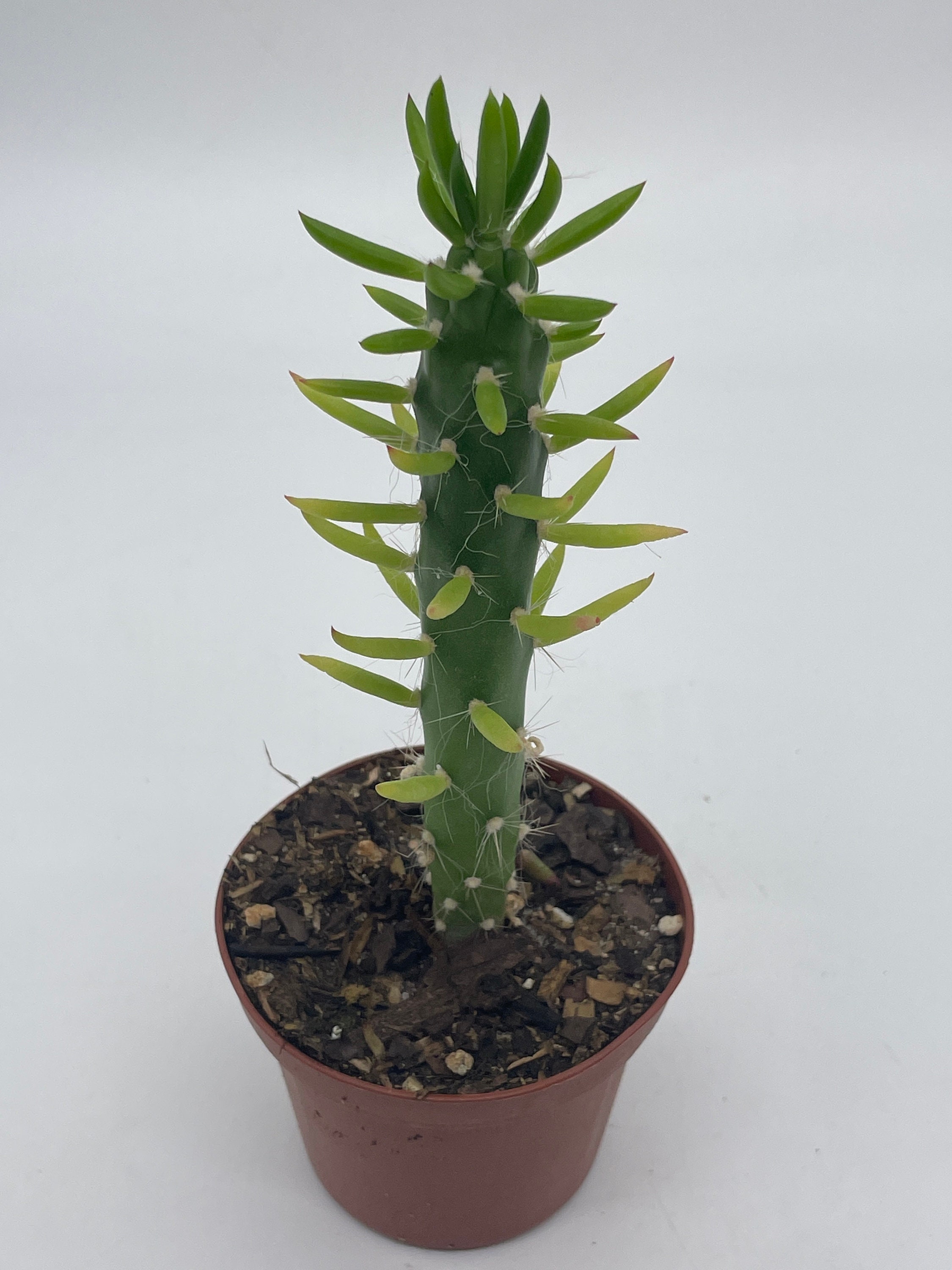 Florida House Plants Mini Cacti Assortment Tiny Cactus Set Bunny Ears Old  Man Pink Eves Pin Needl