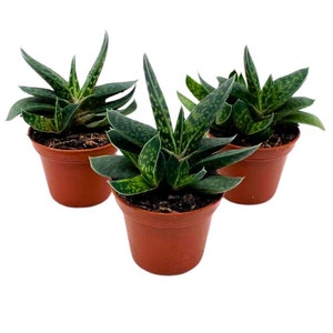 Aloe Pillansii - Etsy