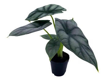 Alocasia Silver Dragon, Alocasia Baginda, Jewel Alocasia, Elephant Ear Silver Dragon in 2 inch Pot