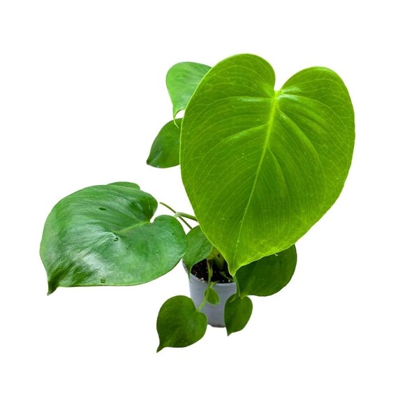 party plant Party Time Alternanthera – Blackwood Botanical main image 1