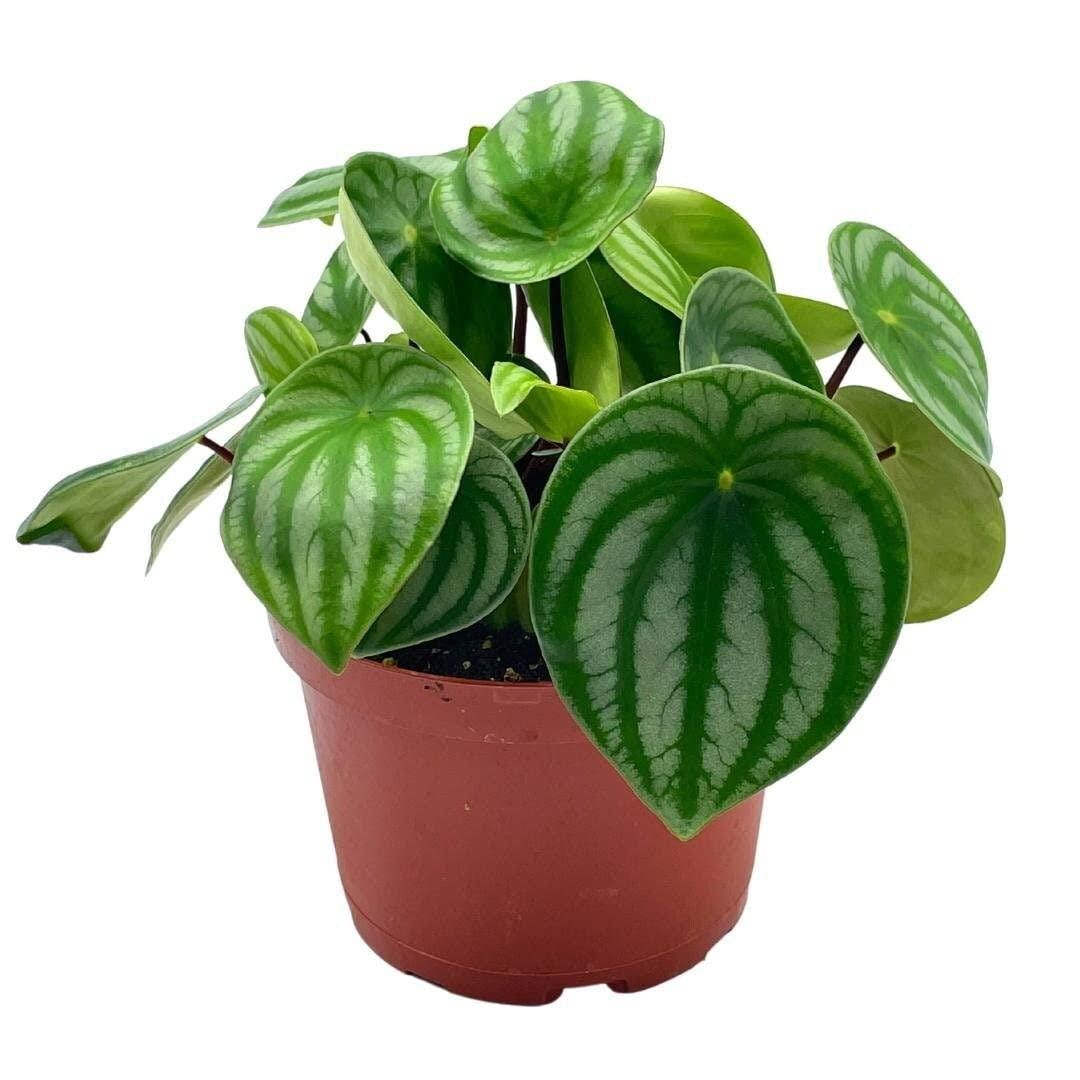 Acheter Peperomia Argyreia Watermelon En Ligne