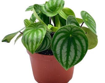 Watermelon Peperomia, 6 inch, Peperomia Argyreia (Sandersii) Water Melon Begonia