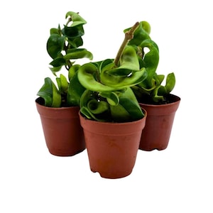Hoya Green Hindu Rope 2 inch Set of 3 Crinkle Wax Plant Porcelain Flower Tiny Mini Pixie Plants