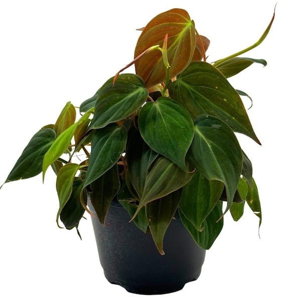 Philodendron Micans, 6 inch, Velvet Leaf, Philo hederaceum, Sweetheart Plant