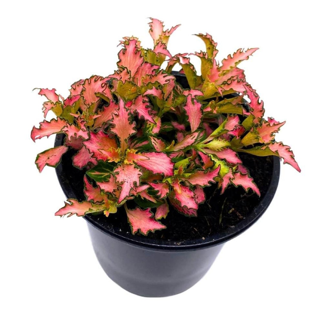 Pink Crinkle Frankie Fittonia Albivenis Nerve Plant, 4 Inch, Silver Net ...