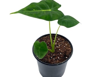 Green Velvet, Alocasia Frydek, Micholitziana, 4 inch, Live Rooted Potted Rare Succulent House Plant