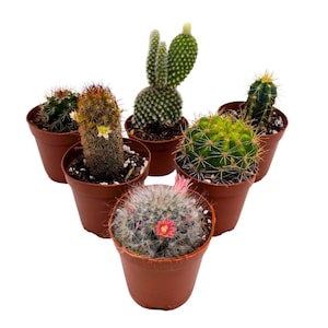 May include: Six small potted cactus plants in brown pots. The cactus plants are a variety of shapes and sizes, with some having small pink flowers.