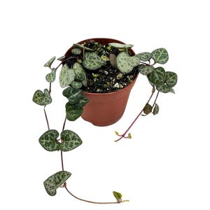 May include: A potted String of Hearts plant with heart-shaped leaves. The leaves are a mix of green and white, with a speckled pattern. The plant is in a brown plastic pot, and the vines are trailing down.