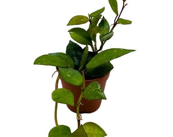 BubbleBlooms Hoya Krohniana Black 2 inch