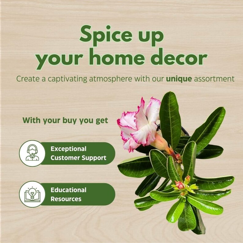 Bubbleblooms Desert Rose Cake Tower 5 Inch Pot Red White and Pink