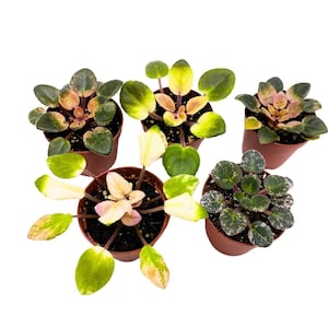 Harmony's Variegated African Violet Assortment, 2 inch Set of 5, Rare Mini Saintpaulia Violets Gesneriads