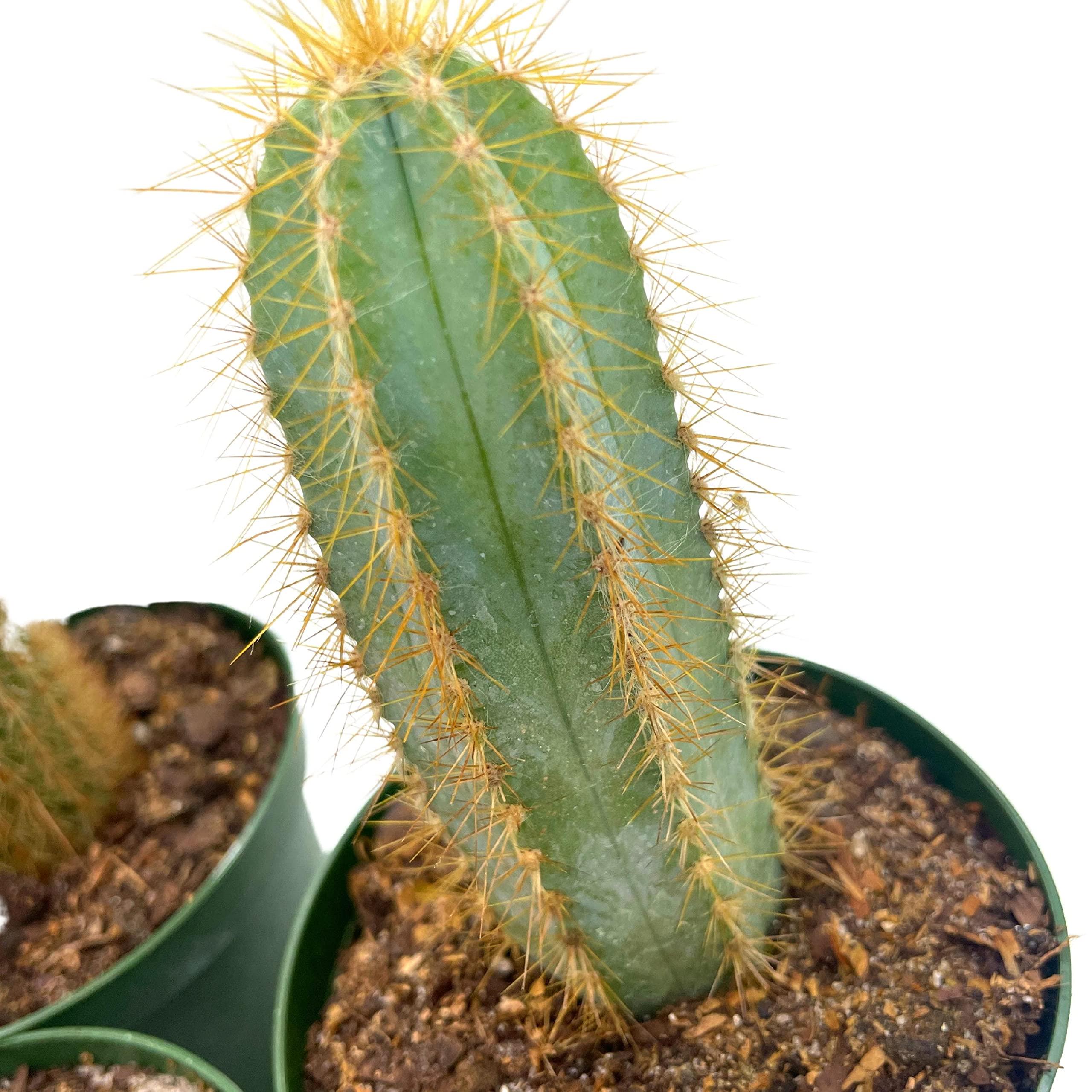 Column Cactus Assortment, 4 Inch Set of 3, Silver Torch, Blue Column ...