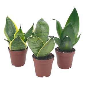 Sansevieria Trifasciata Dwarf Rosette-Shaped Variety Bundle, Black Gold, Bird's Nest, & Black Robusta, Variegated Snake Plant Combo