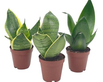 Sansevieria Trifasciata Dwarf Rosette-Shaped Variety Bundle, Black Gold, Bird's Nest, & Black Robusta, Variegated Snake Plant Combo