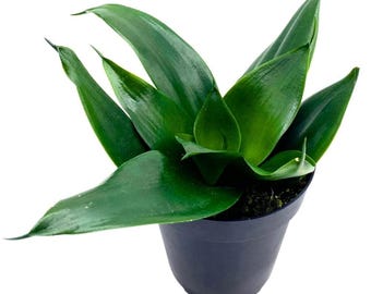 Black Jade Snake Plant  Sansevieria, Easy Houseplant - Etsy