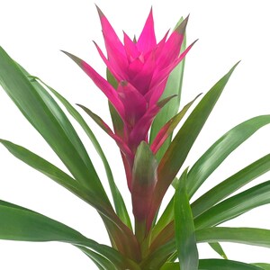 Purple Bromeliad, 4 inch, Guzmania monostachia West Indian tufted airplant