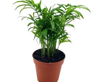 Bamboo Palm, Chamaedorea Parlor Palm, Clustered Reed Palm, Cane Palm in 4 inch Pot
