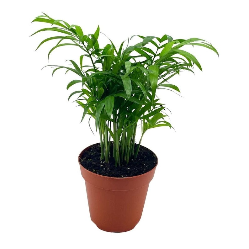 BubbleBlooms Bamboo Palm