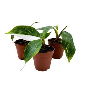 Philodendron White Knight 2 inch Set of 3 Rare Variegated Philo Tiny Mini Pixie Plants