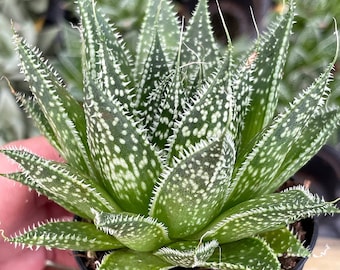 Variegated Aloe, Tiger Aloe, Aloe Variegata, White Spotted, Polka dot lace Aloe Stunning one of a Kind Limited Supply, in 2 inch Pot