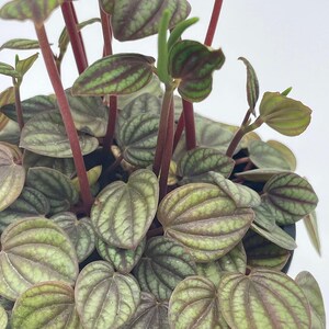 Peperomia Piccolo Banda, albovittata,4 inch Pot, Rare Mixed Frost peperomia