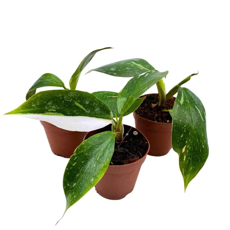Philodendron White Knight 2 inch Set of 3 Rare Variegated Philo Tiny Mini Pixie Plants