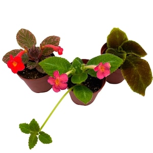 May include: Three small potted plants with pink and orange flowers. The plants are in brown pots and have green leaves.