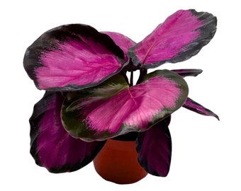 Calathea Rosie, in 4 inch pot, Pink Picturata, Hot Pink Roseopicta, Rosey Pink Star, Rosy Prayer Plant