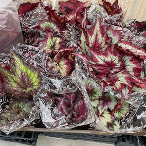 Harmony Foliage Begonia Rhizomatous Hybrids in 6 inch pots 6-Pack Bulk Wholesale Hybridized Unique Rhizo Plants