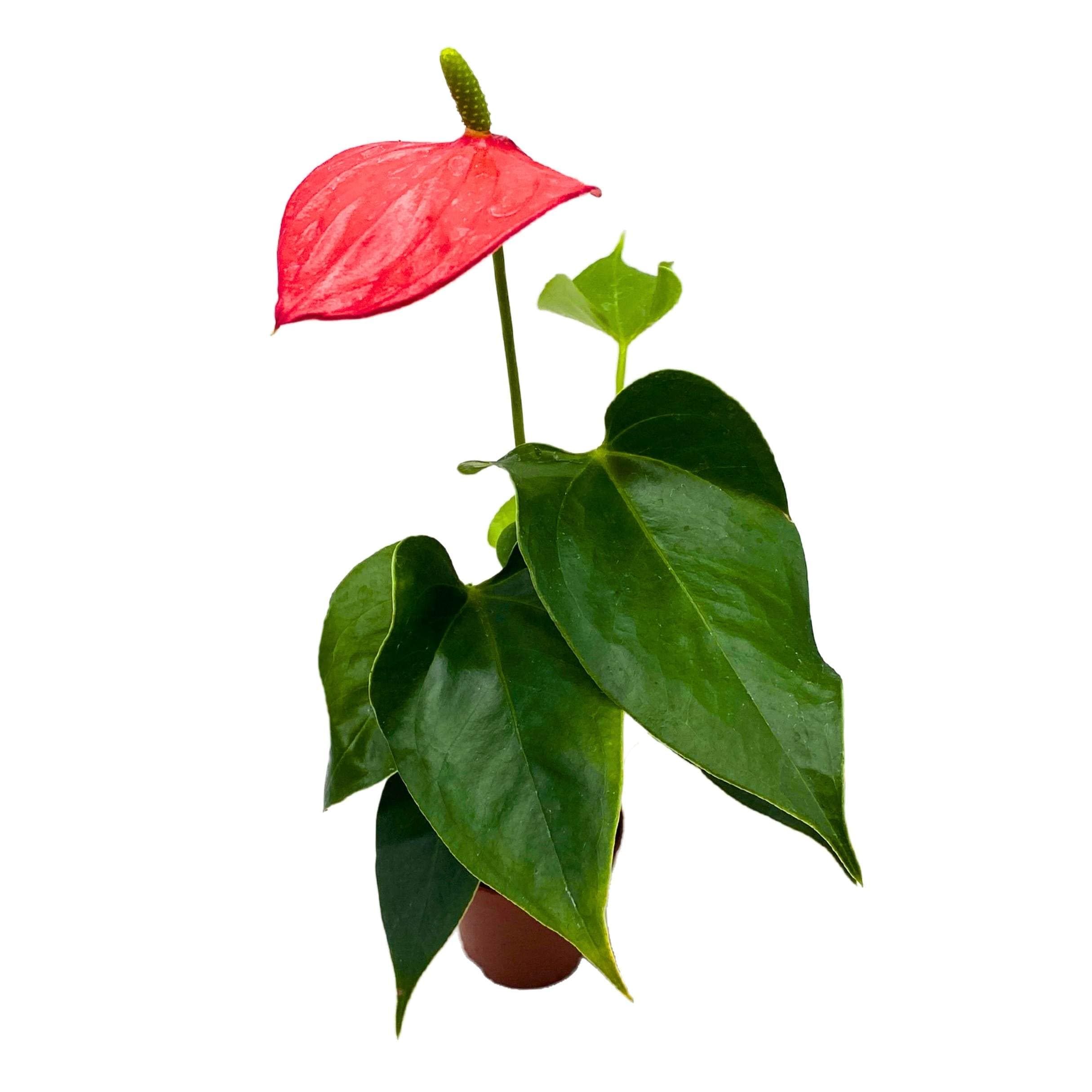 Bubbleblooms Anthurium Red Champion 2 Inch Red Flower - Etsy