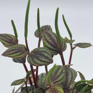Peperomia Piccolo Banda, albovittata,4 inch Pot, Rare Mixed Frost peperomia